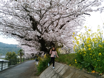 2016錦帯橋花見